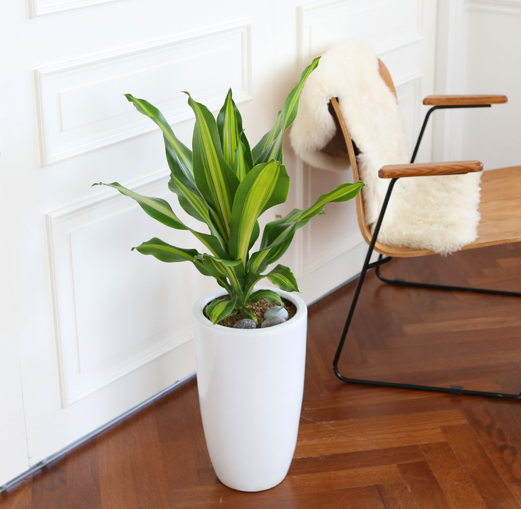 ÄڷγªÀ̰ܳ»ÀÚ ¸é¿ª·ÂÀ» ±æ·¯ÁÖ´Â ½Ä¹°º£½ºÆ® -µå¶ó¼¼³ª ¸À»ó°Ô¾Æ³ª ²ÉÁý ²É¹è´Þ