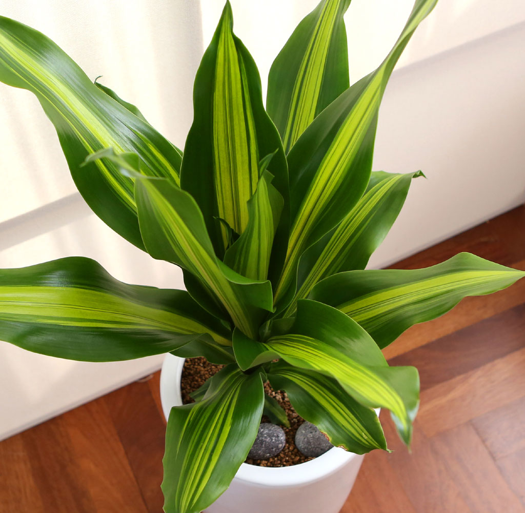 ÄڷγªÀ̰ܳ»ÀÚ ¸é¿ª·ÂÀ» ±æ·¯ÁÖ´Â ½Ä¹°º£½ºÆ® -µå¶ó¼¼³ª ¸À»ó°Ô¾Æ³ª ²ÉÁý ²É¹è´Þ