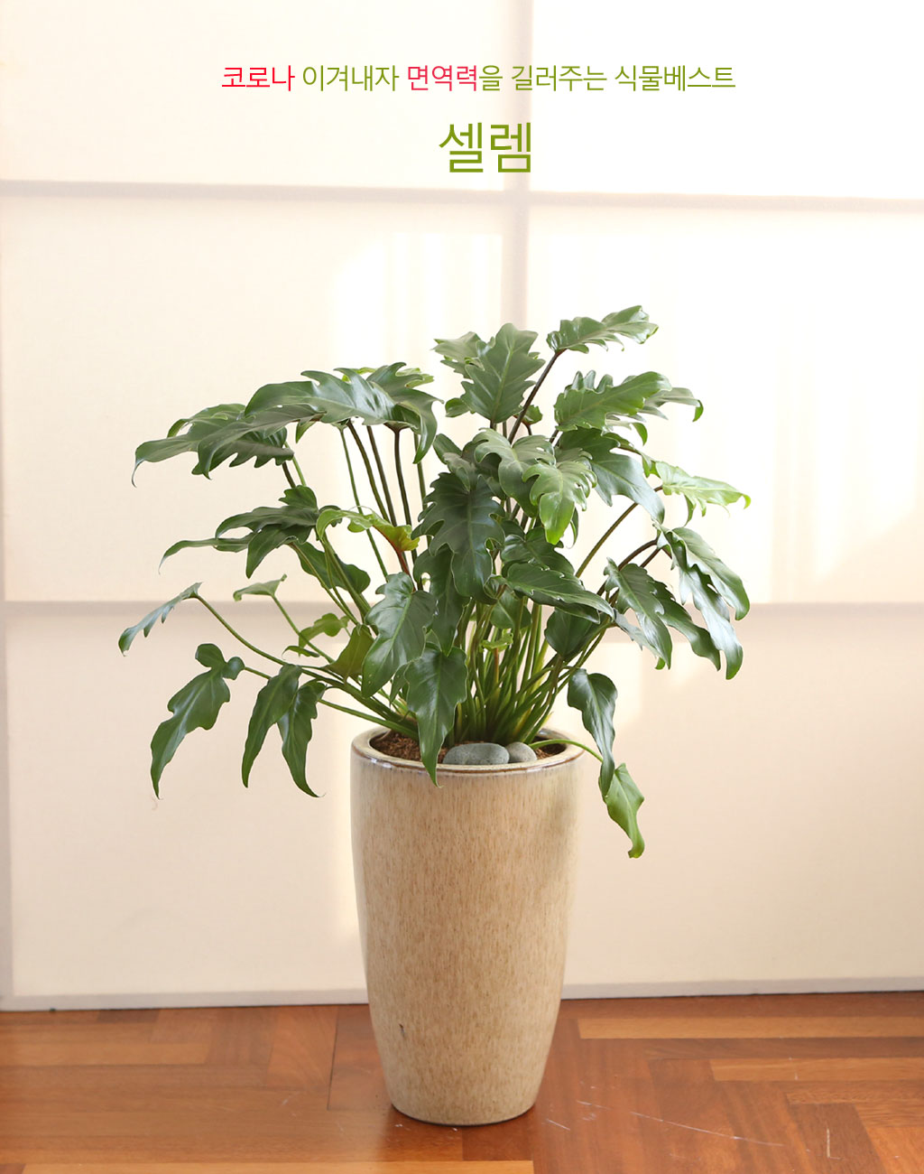 ڷγ̰ܳ 鿪 淯ִ ĹƮ -  ɹ