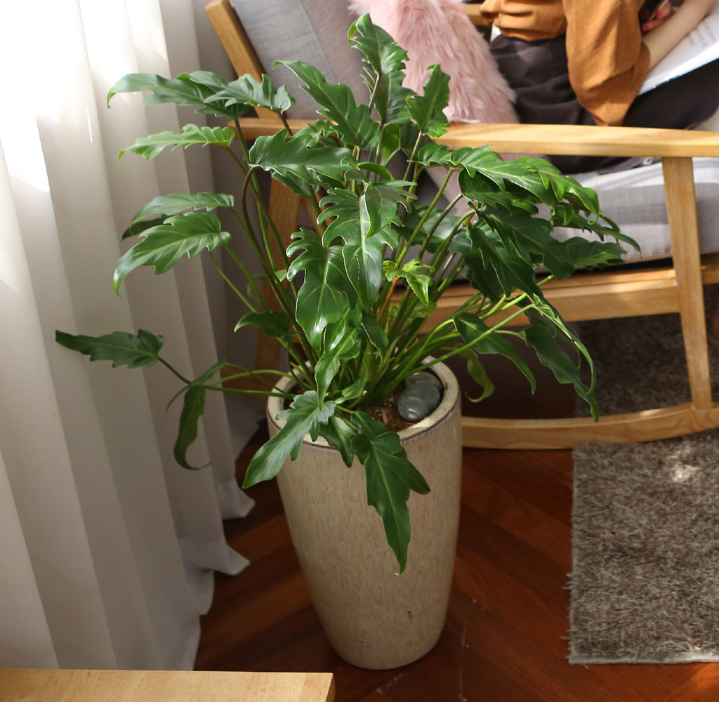 ڷγ̰ܳ 鿪 淯ִ ĹƮ -  ɹ