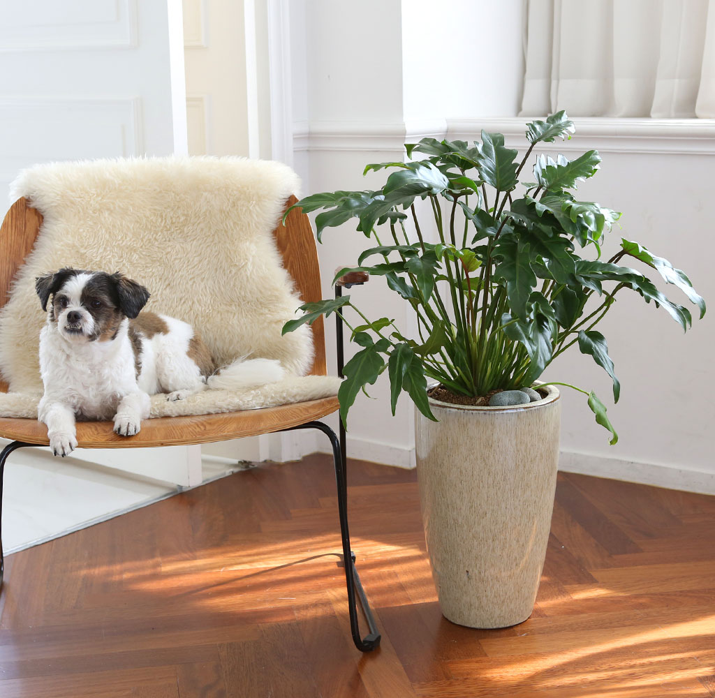 ڷγ̰ܳ 鿪 淯ִ ĹƮ -  ɹ