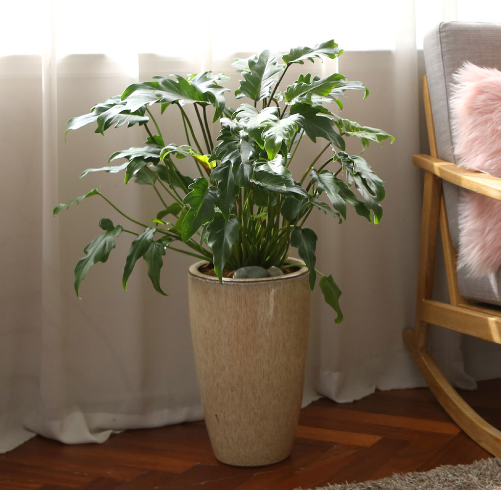 ڷγ̰ܳ 鿪 淯ִ ĹƮ -  ɹ