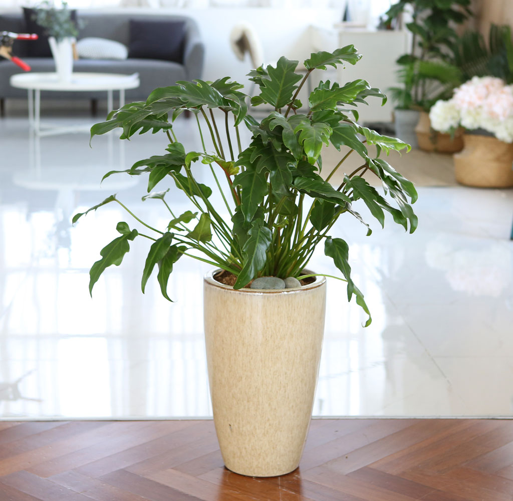 ڷγ̰ܳ 鿪 淯ִ ĹƮ -  ɹ