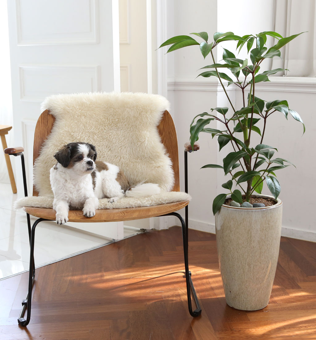 ÄڷγªÀ̰ܳ»ÀÚ ¸é¿ª·ÂÀ» ±æ·¯ÁÖ´Â ½Ä¹°º£½ºÆ® -´ë¿±È«Äá ²ÉÁý ²É¹è´Þ