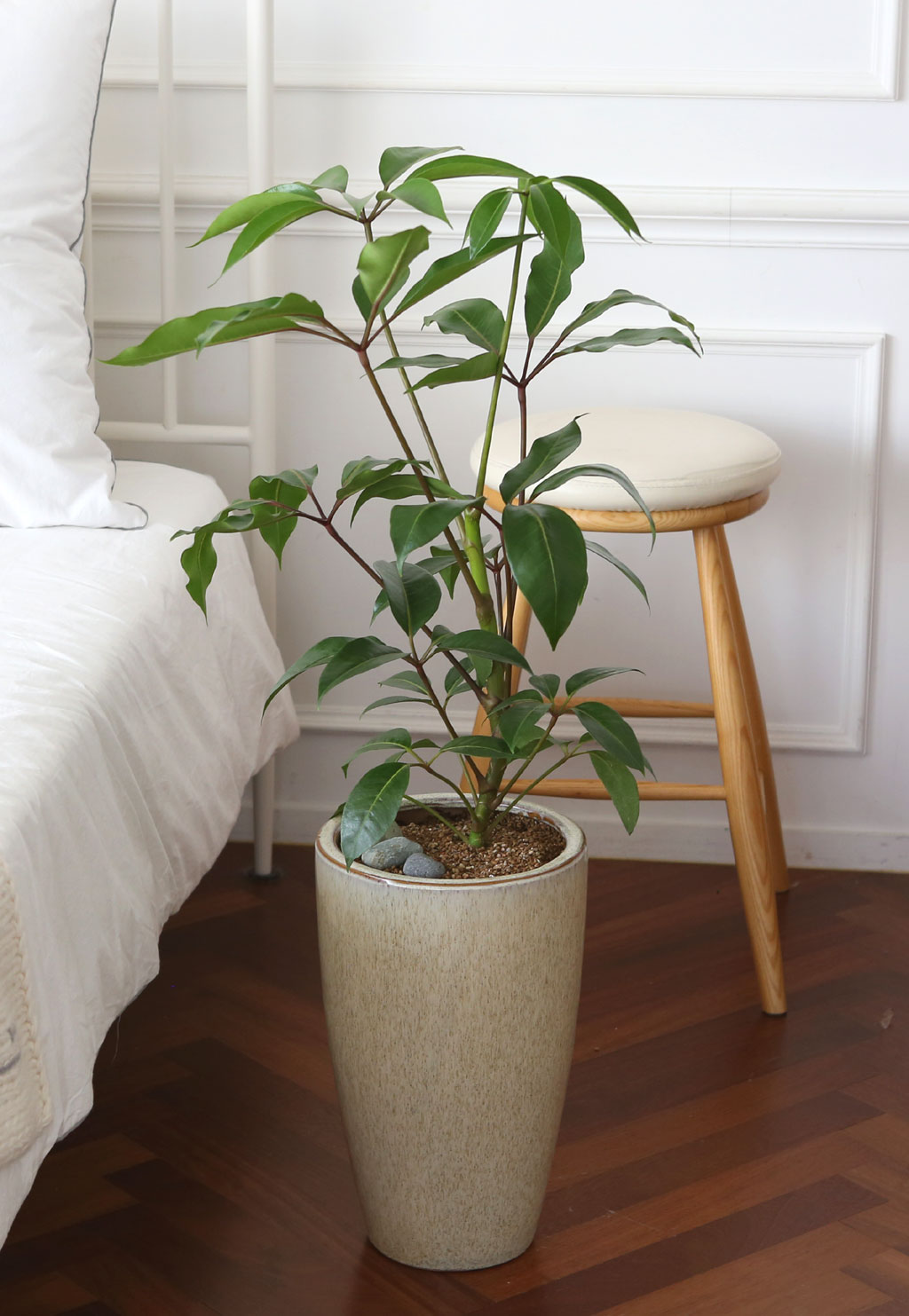 ÄڷγªÀ̰ܳ»ÀÚ ¸é¿ª·ÂÀ» ±æ·¯ÁÖ´Â ½Ä¹°º£½ºÆ® -´ë¿±È«Äá ²ÉÁý ²É¹è´Þ