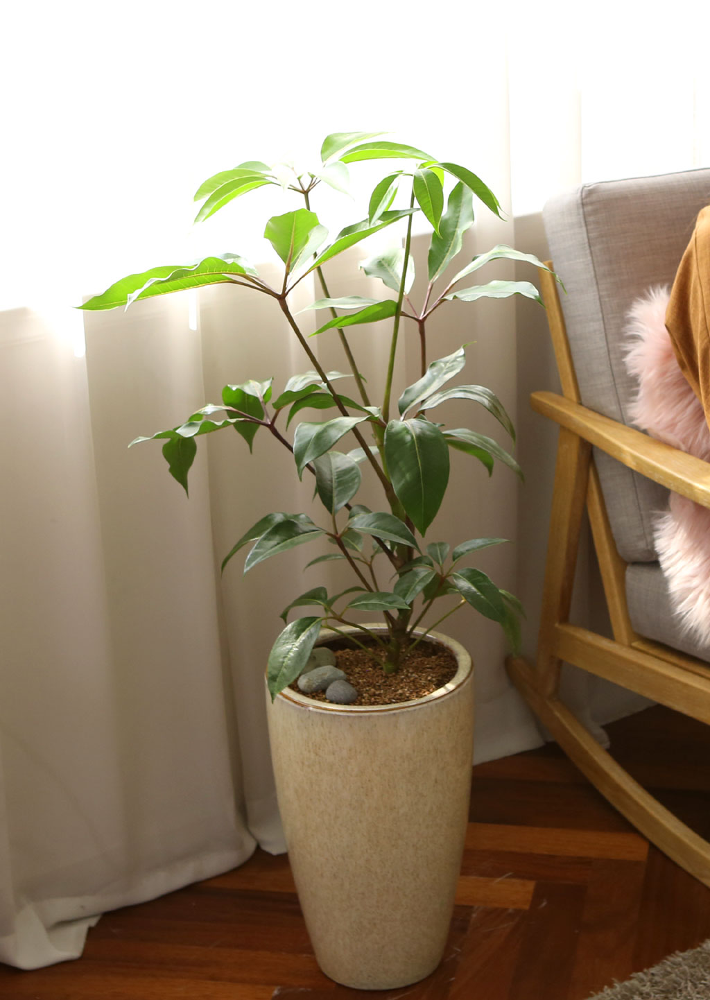 ÄڷγªÀ̰ܳ»ÀÚ ¸é¿ª·ÂÀ» ±æ·¯ÁÖ´Â ½Ä¹°º£½ºÆ® -´ë¿±È«Äá ²ÉÁý ²É¹è´Þ