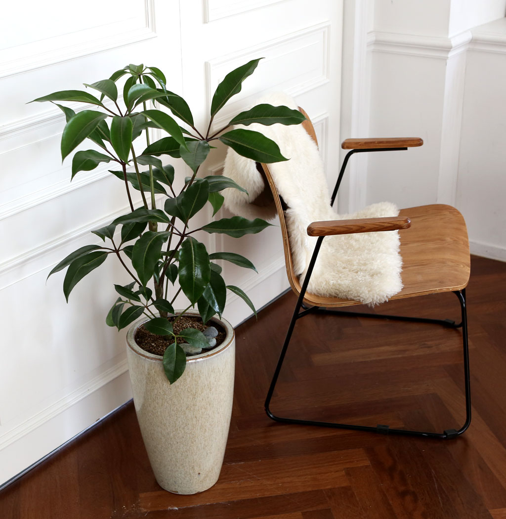 ÄڷγªÀ̰ܳ»ÀÚ ¸é¿ª·ÂÀ» ±æ·¯ÁÖ´Â ½Ä¹°º£½ºÆ® -´ë¿±È«Äá ²ÉÁý ²É¹è´Þ