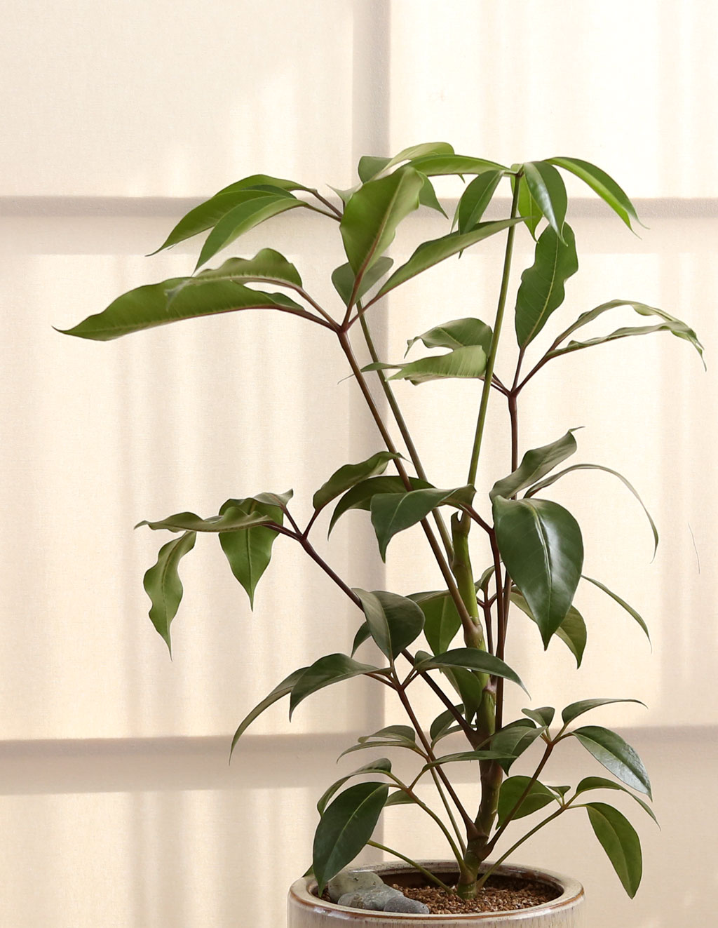 ÄڷγªÀ̰ܳ»ÀÚ ¸é¿ª·ÂÀ» ±æ·¯ÁÖ´Â ½Ä¹°º£½ºÆ® -´ë¿±È«Äá ²ÉÁý ²É¹è´Þ