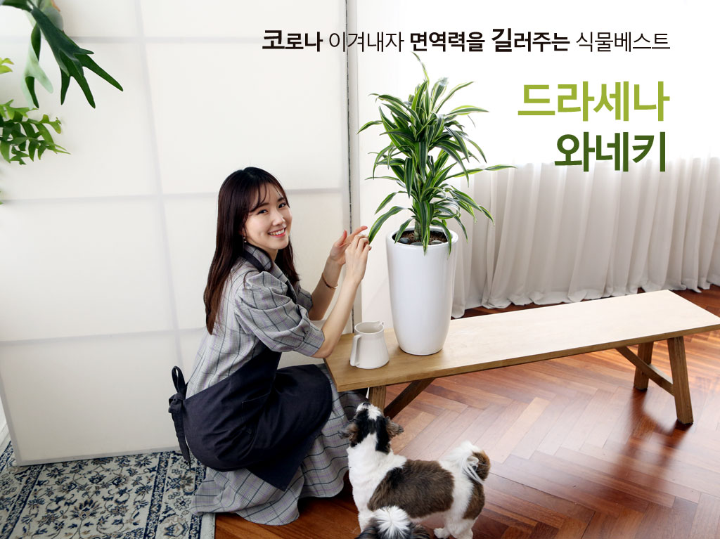 ¸é¿ª·ÂÀ» ±æ·¯ÁÖ´Â ½Ä¹° - µå¶ó¼¼³ª ¿Í³×Ű