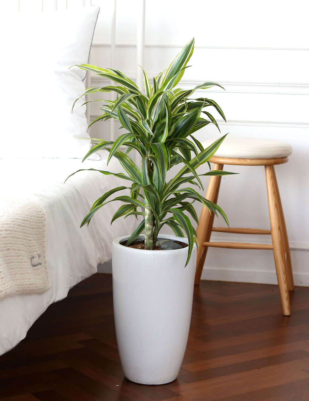 ¸é¿ª·ÂÀ» ±æ·¯ÁÖ´Â ½Ä¹° - µå¶ó¼¼³ª ¿Í³×Ű