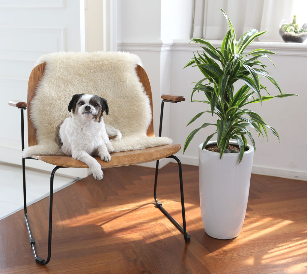 ¸é¿ª·ÂÀ» ±æ·¯ÁÖ´Â ½Ä¹° - µå¶ó¼¼³ª ¿Í³×Ű