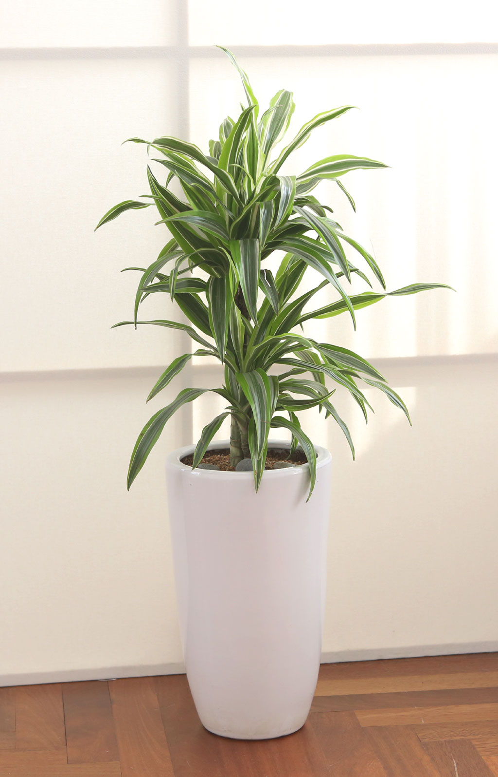 ¸é¿ª·ÂÀ» ±æ·¯ÁÖ´Â ½Ä¹° - µå¶ó¼¼³ª ¿Í³×Ű