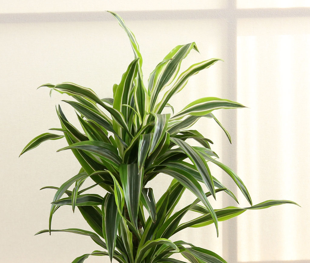 ¸é¿ª·ÂÀ» ±æ·¯ÁÖ´Â ½Ä¹° - µå¶ó¼¼³ª ¿Í³×Ű