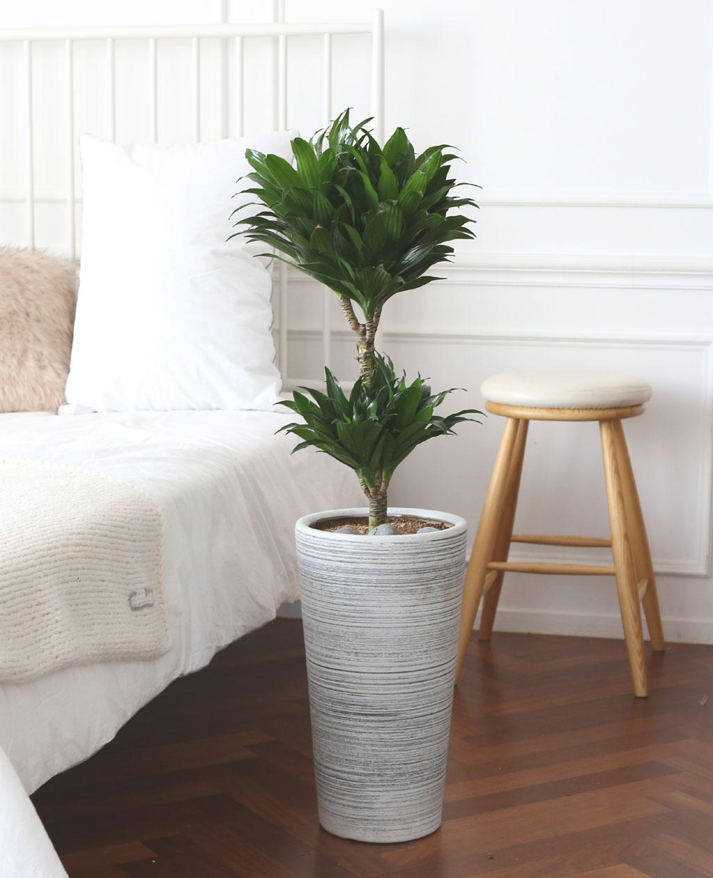 鿪 淯ִ Ĺ - Ÿ  ɹ