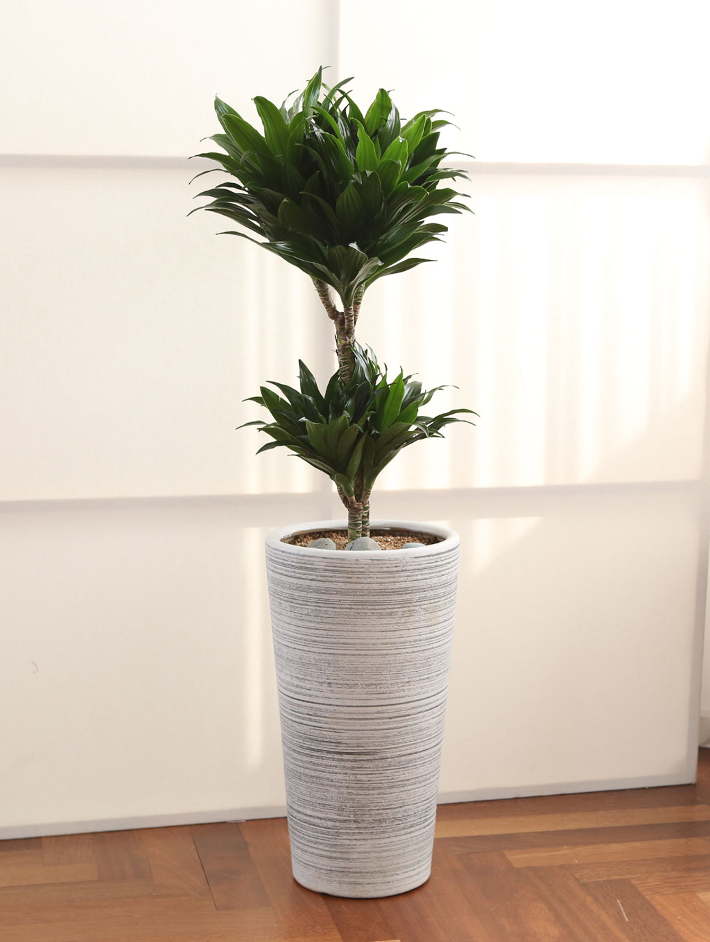 鿪 淯ִ Ĺ - Ÿ  ɹ