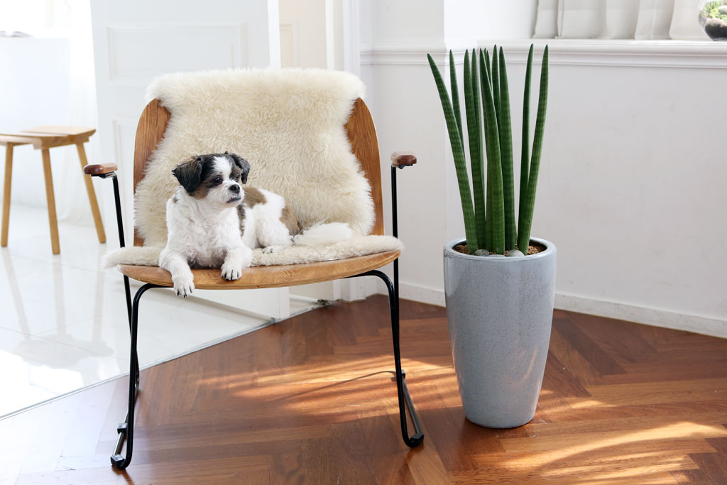 ¸é¿ª·ÂÀ» ±æ·¯ÁÖ´Â ½Ä¹° - ½ºÅõŰ ²ÉÁý ²É¹è´Þ