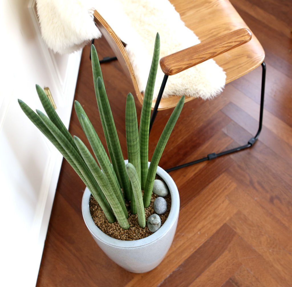 ¸é¿ª·ÂÀ» ±æ·¯ÁÖ´Â ½Ä¹° - ½ºÅõŰ ²ÉÁý ²É¹è´Þ