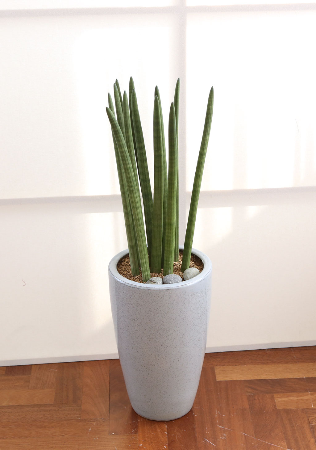 ¸é¿ª·ÂÀ» ±æ·¯ÁÖ´Â ½Ä¹° - ½ºÅõŰ ²ÉÁý ²É¹è´Þ