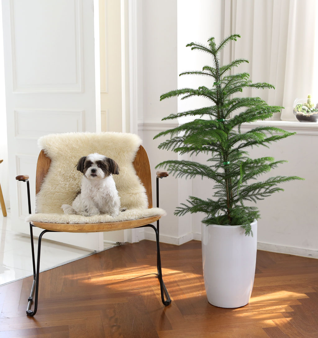 ÄڷγªÀ̰ܳ»ÀÚ ¸é¿ª·ÂÀ» ±æ·¯ÁÖ´Â ½Ä¹°º£½ºÆ® - ¾Æ¶ó¿ìÄ«¸®¾Æ ²ÉÁý ²É¹è´Þ