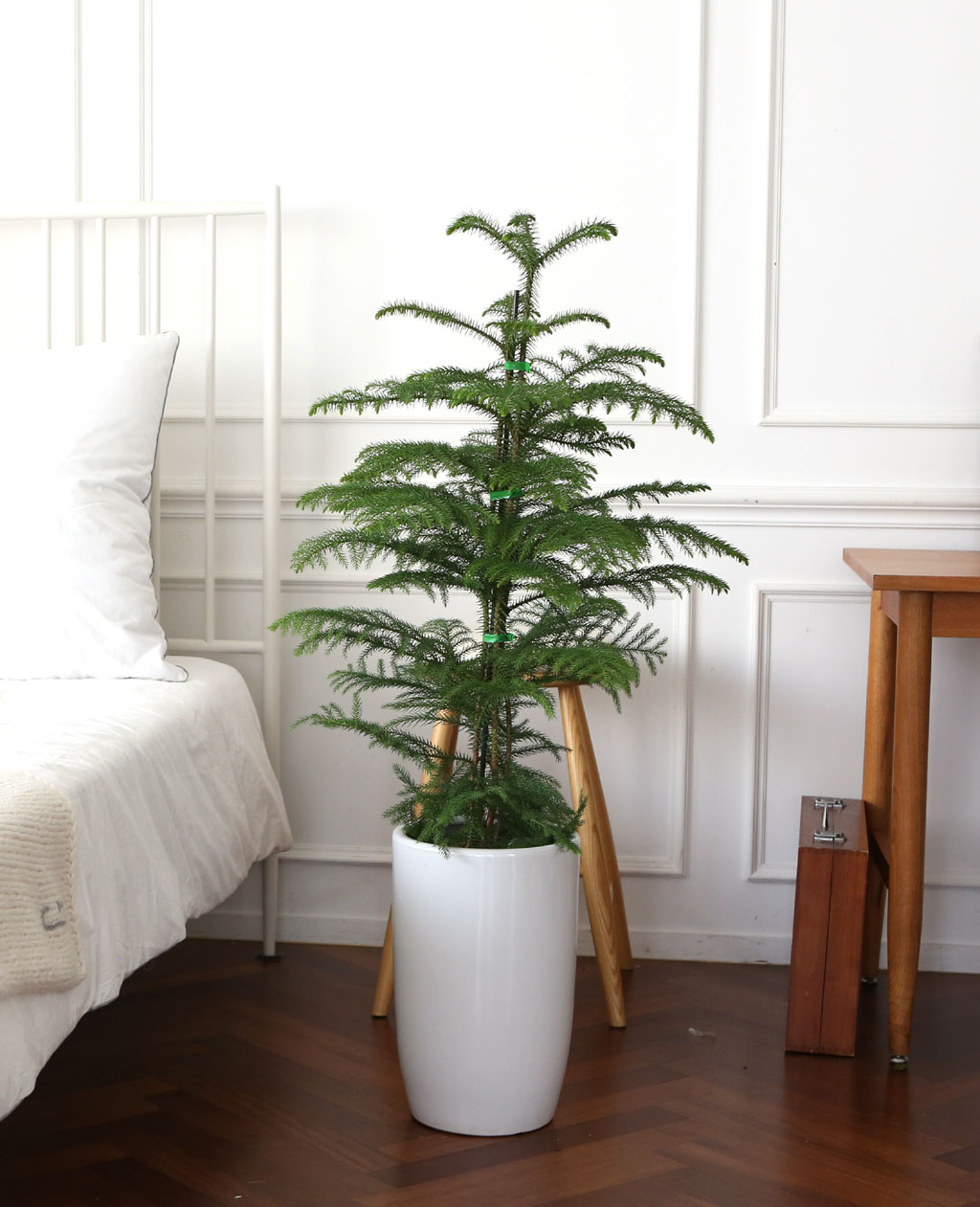 ÄڷγªÀ̰ܳ»ÀÚ ¸é¿ª·ÂÀ» ±æ·¯ÁÖ´Â ½Ä¹°º£½ºÆ® - ¾Æ¶ó¿ìÄ«¸®¾Æ ²ÉÁý ²É¹è´Þ