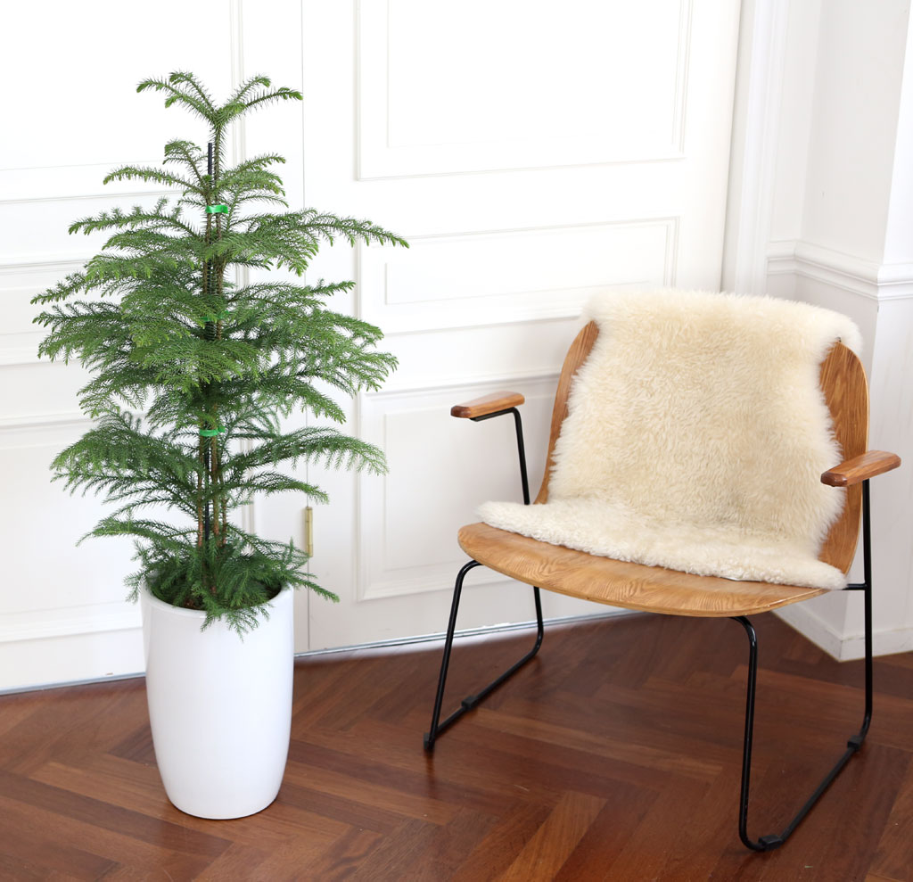 ÄڷγªÀ̰ܳ»ÀÚ ¸é¿ª·ÂÀ» ±æ·¯ÁÖ´Â ½Ä¹°º£½ºÆ® - ¾Æ¶ó¿ìÄ«¸®¾Æ ²ÉÁý ²É¹è´Þ