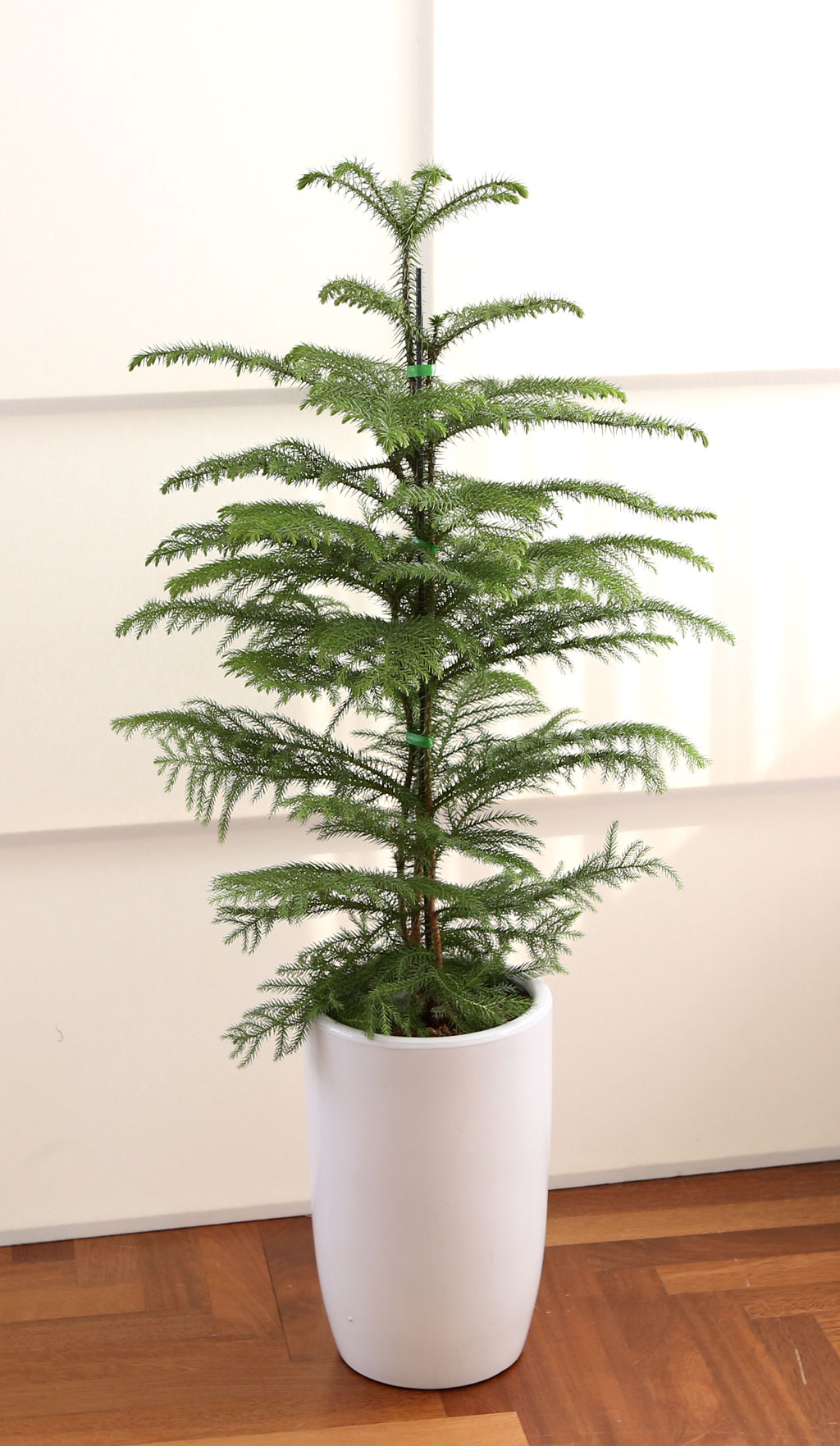 ÄڷγªÀ̰ܳ»ÀÚ ¸é¿ª·ÂÀ» ±æ·¯ÁÖ´Â ½Ä¹°º£½ºÆ® - ¾Æ¶ó¿ìÄ«¸®¾Æ ²ÉÁý ²É¹è´Þ