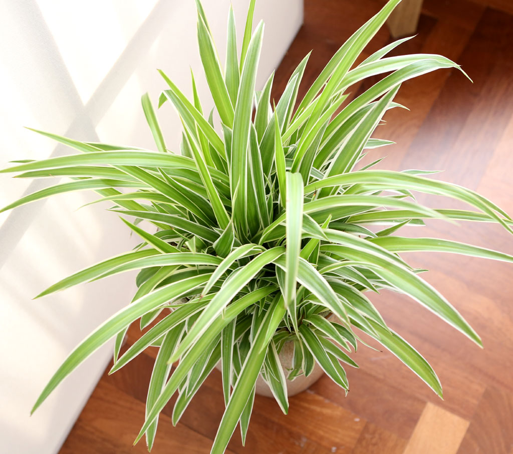 ÄڷγªÀ̰ܳ»ÀÚ ¸é¿ª·ÂÀ» ±æ·¯ÁÖ´Â ½Ä¹°º£½ºÆ® - Ŭ·Î·ÎÇÇÅÒ ¿À¼Ç ²ÉÁý ²É¹è´Þ