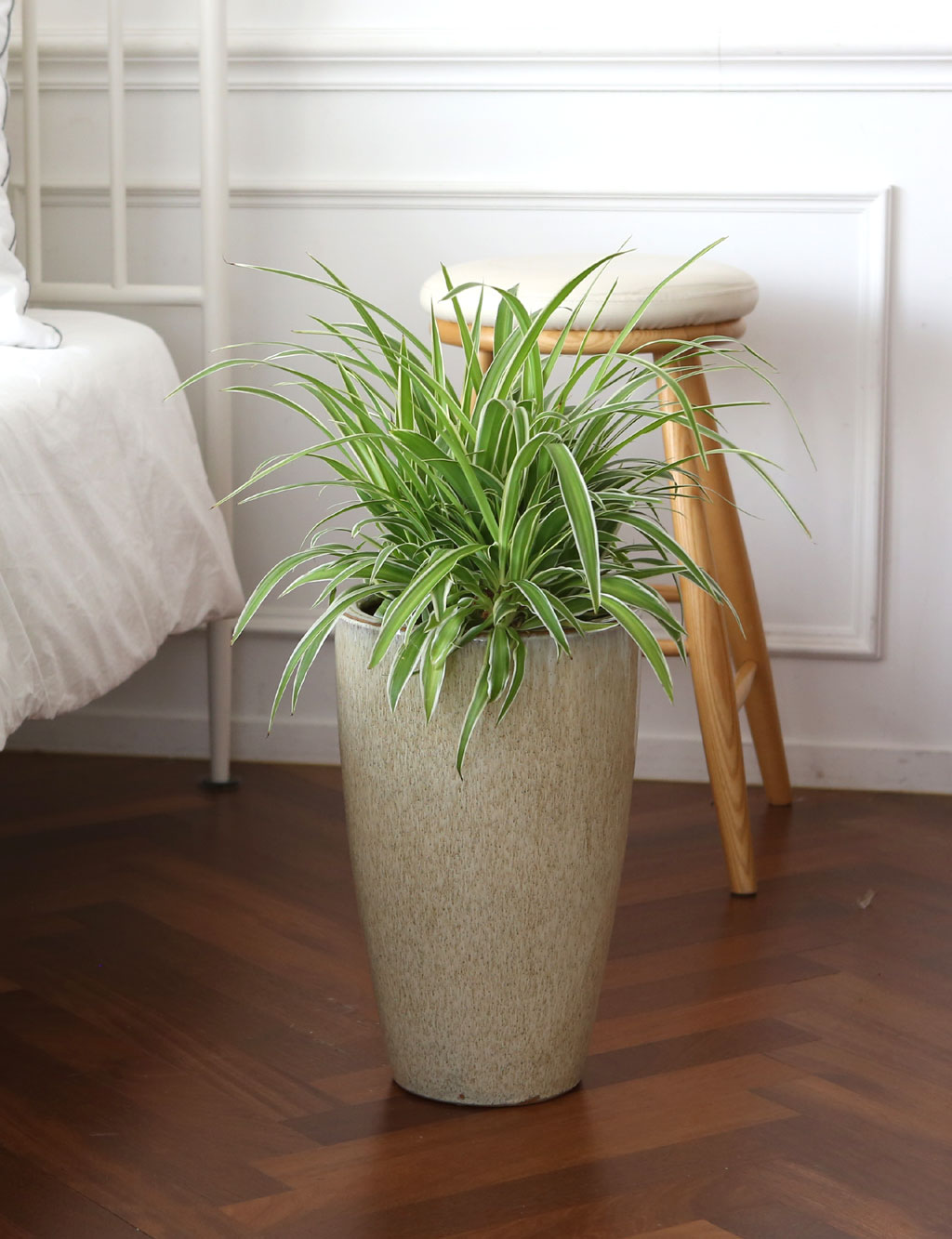 ÄڷγªÀ̰ܳ»ÀÚ ¸é¿ª·ÂÀ» ±æ·¯ÁÖ´Â ½Ä¹°º£½ºÆ® - Ŭ·Î·ÎÇÇÅÒ ¿À¼Ç ²ÉÁý ²É¹è´Þ