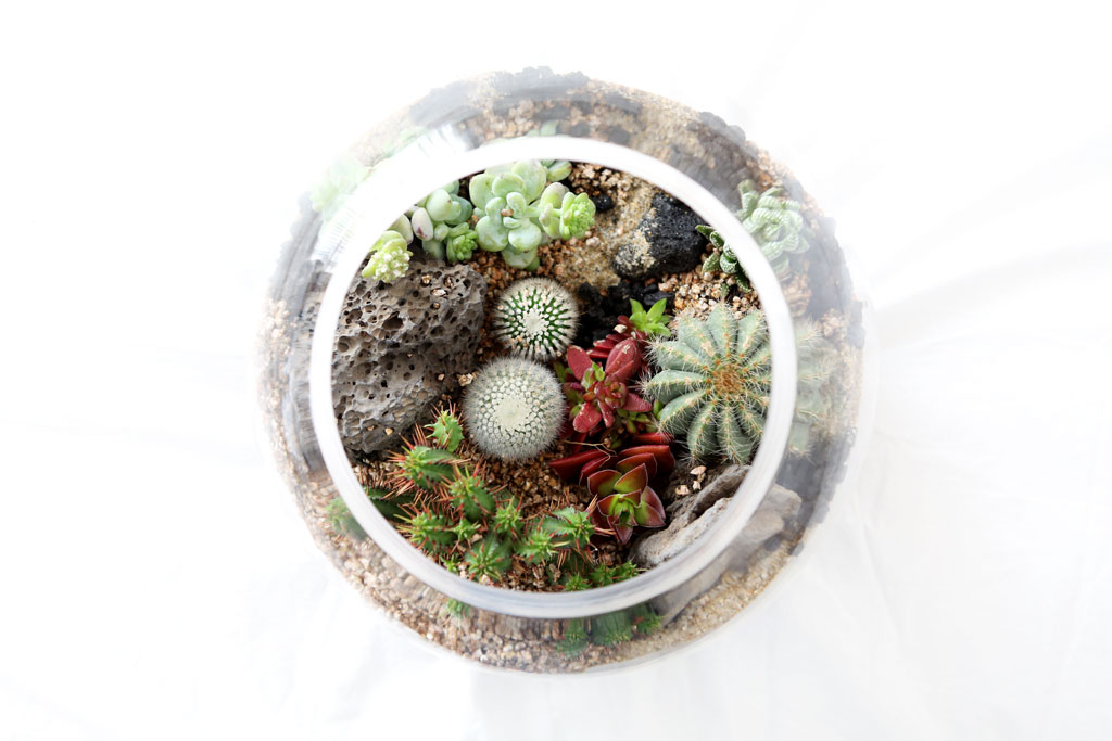 À¯¸®º´¾È¿¡ ÀÛÀº Á¤¿øÀ» ²Ù¸ì¾î¿ä - ´ÙÀ°Å׶󸮿ò ¿øÇü´ë