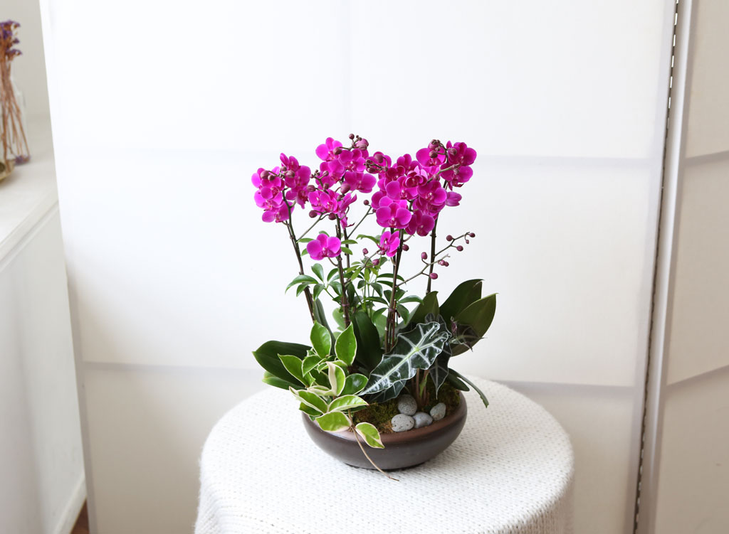 [,]   - õȫ () (ȭ⺯)