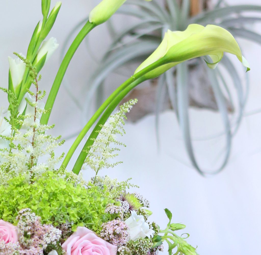 Fresh & sweet -  Bohemian  ɹ