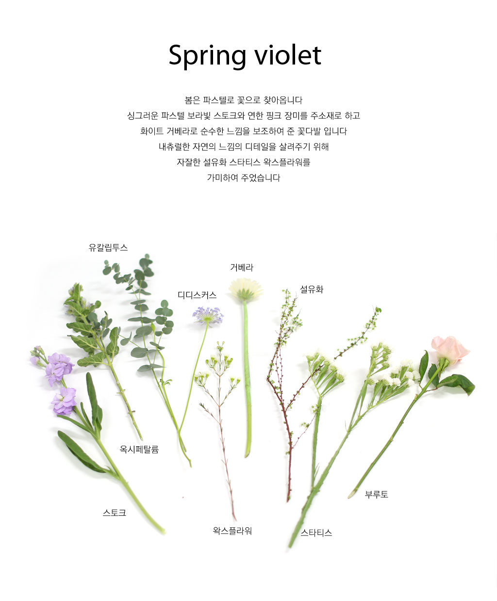 Spring violet - º¸¶óºû º½ºû ÇÞ»ì