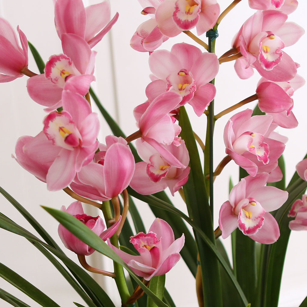 [] Ȱ Ƹ - ũɺ ()  ɹ