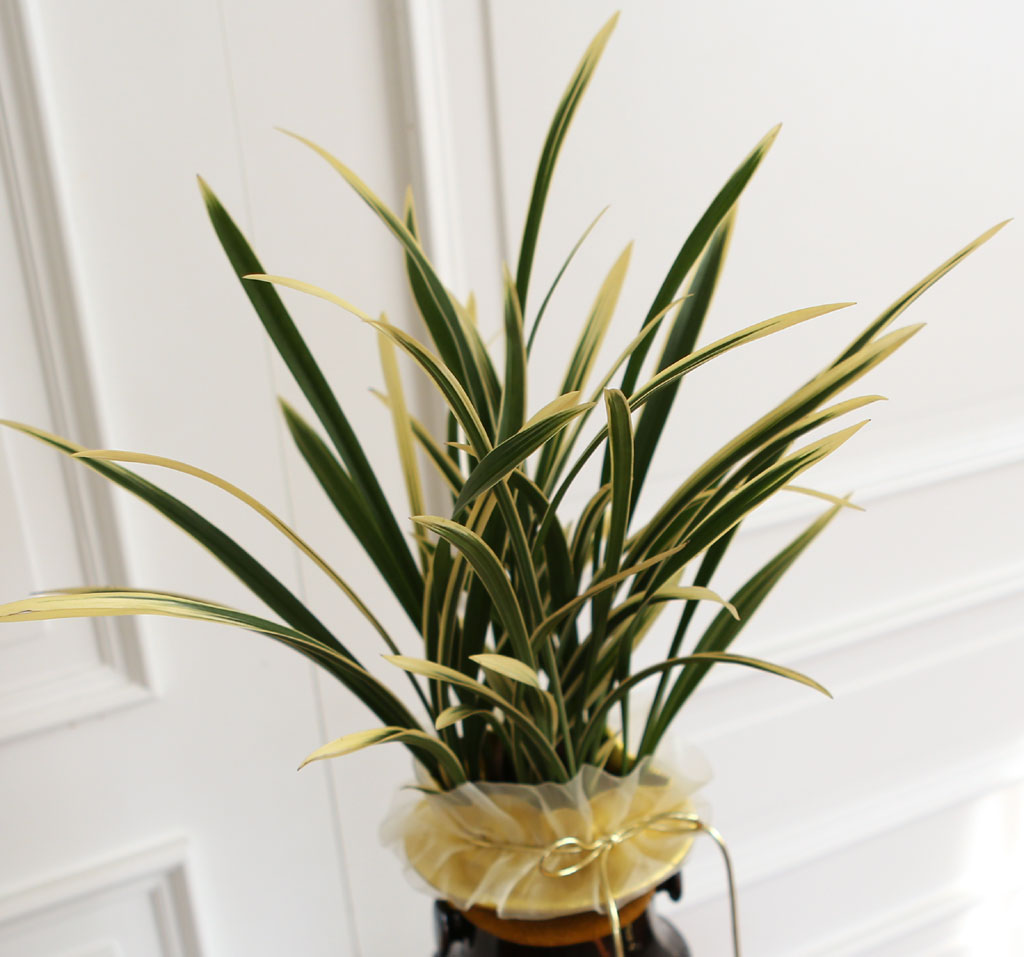 ¸íǰ µ¿¾ç¶õ - ±Ý±â