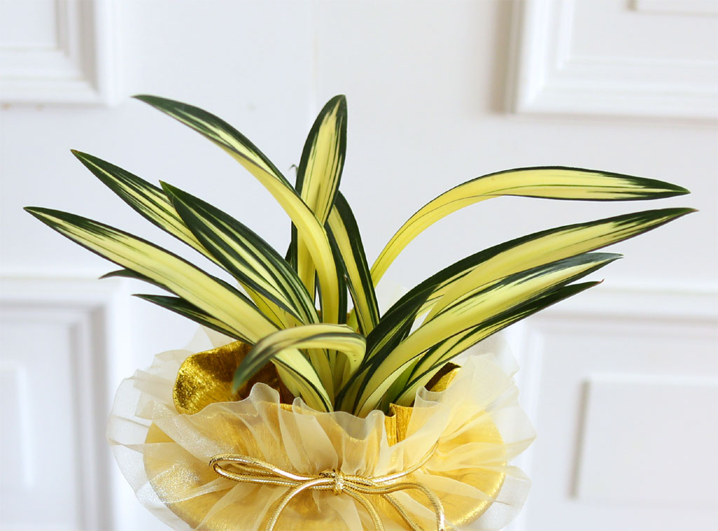 ¸íǰµ¿¾ç¶õ - ´Þ¸¶ÁßÅõ