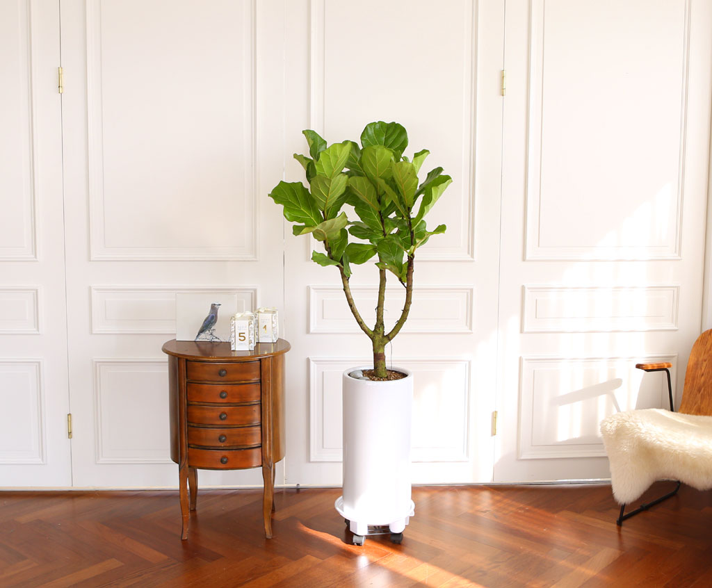 Offfice & nature ¶±°¥°í¹«³ª¹« ²ÉÁý ²É¹è´Þ