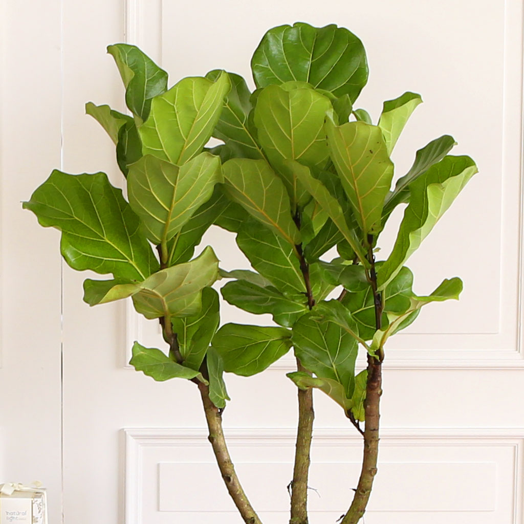 Offfice & nature ¶±°¥°í¹«³ª¹« ²ÉÁý ²É¹è´Þ