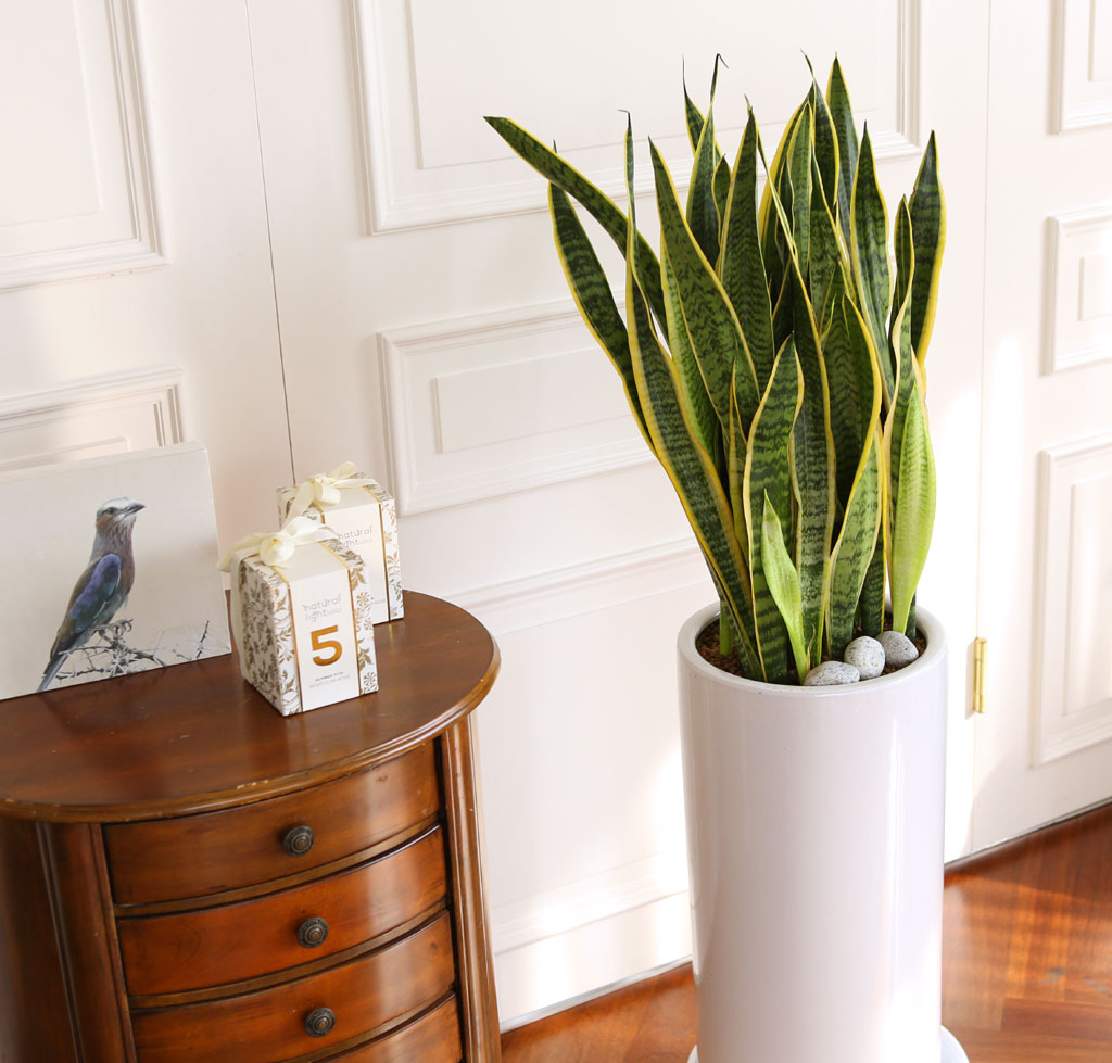 Offfice & nature »ê¼¼º£¸®¾Æ