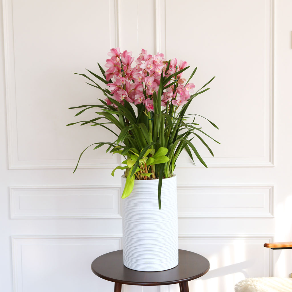 [] Ȱ Ƹ - ɺ ũ ()  ɹ