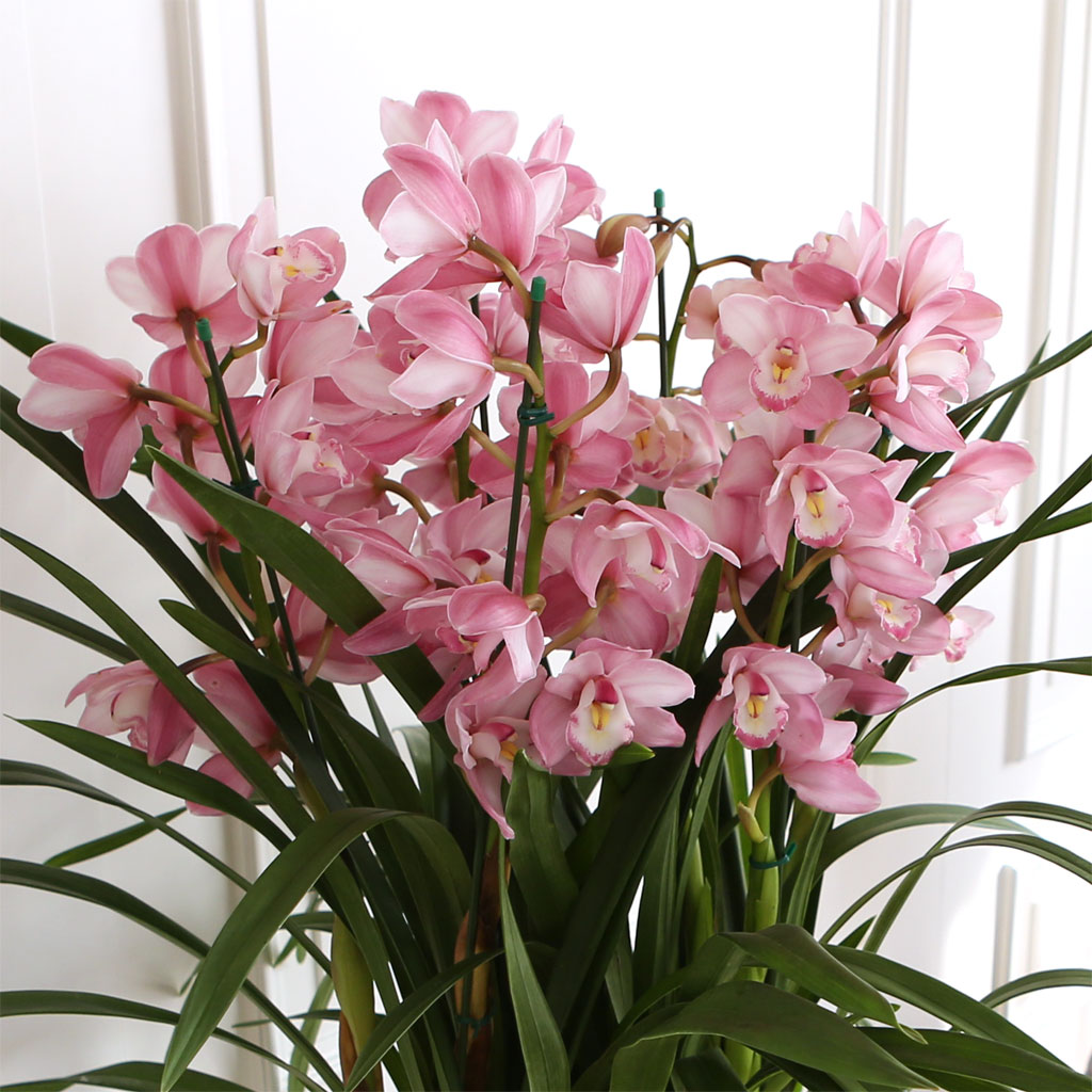 [] Ȱ Ƹ - ɺ ũ ()  ɹ