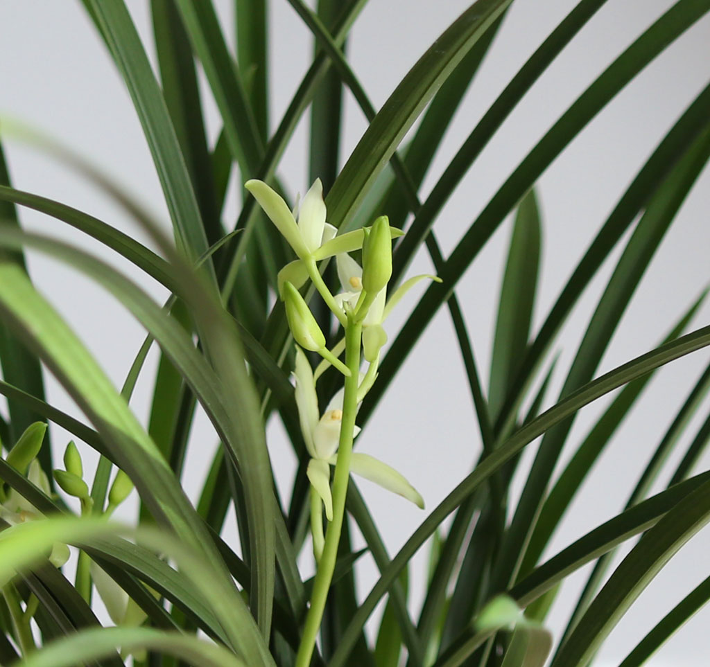 ½ÂÁø ¿µÀüÀ» ÃàÇÏÇÕ´Ï´Ù - ö°ñ¼Ò½É