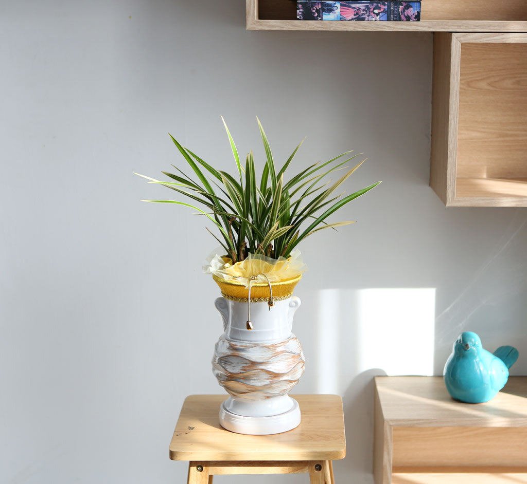 ¸íǰµ¿¾ç¶õ - Ȳ·æ°ü ²ÉÁý ²É¹è´Þ