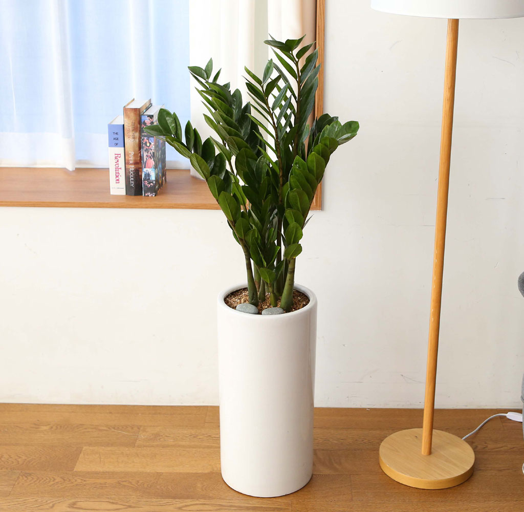 ǳ Ű    Ĺ - ()  ɹ