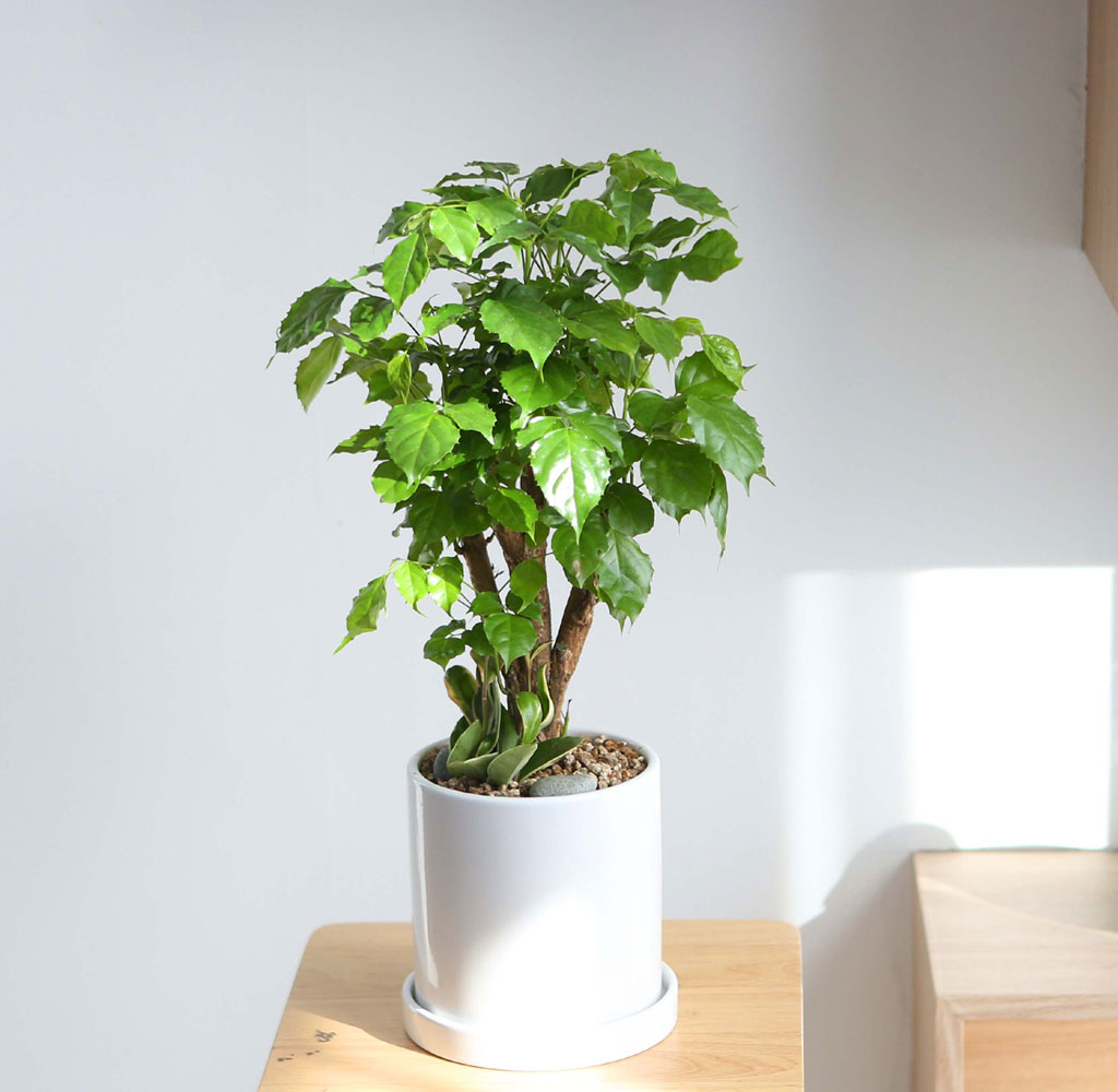 []ǳ Ű    캸 ̺(ȭ⺯)