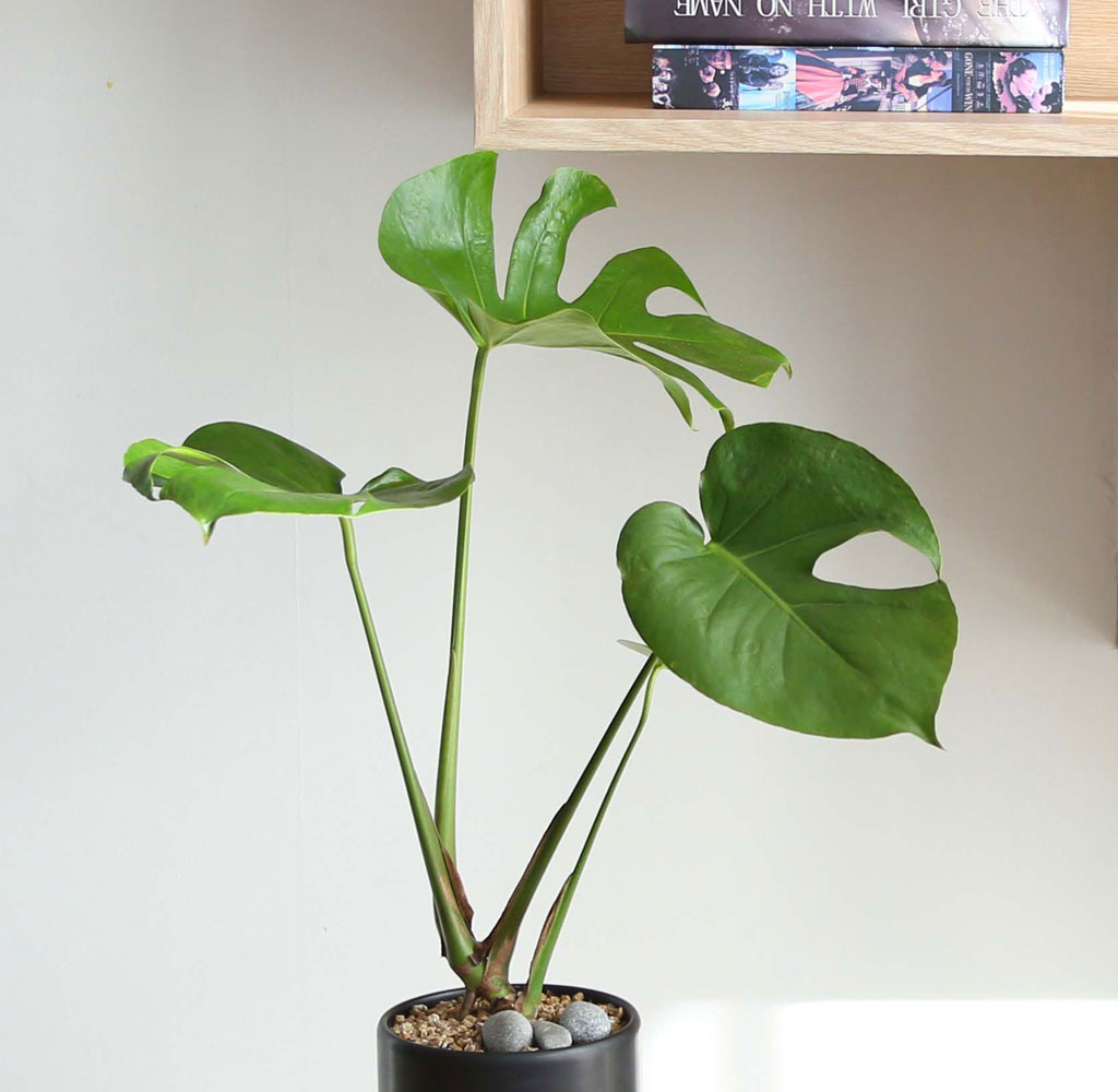 ½Ç³»¿¡¼ Ű¿ì±â ÁÁ°í »ý¸í·ÂÀÌ °ÇÑ ½Ä¹° - ¾Æ¸§´Ù¿î ¸ó½ºÅ׸®¾Æ ²ÉÁý ²É¹è´Þ