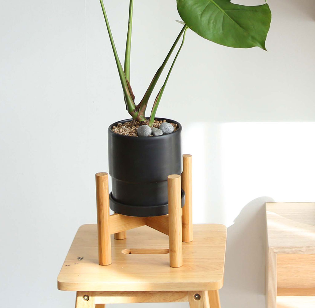 ½Ç³»¿¡¼ Ű¿ì±â ÁÁ°í »ý¸í·ÂÀÌ °ÇÑ ½Ä¹° - ¾Æ¸§´Ù¿î ¸ó½ºÅ׸®¾Æ ²ÉÁý ²É¹è´Þ