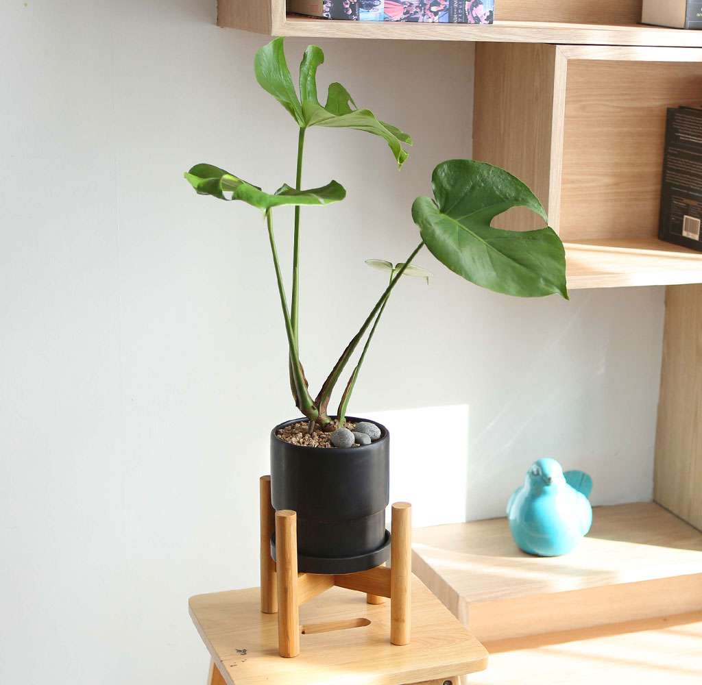 ½Ç³»¿¡¼ Ű¿ì±â ÁÁ°í »ý¸í·ÂÀÌ °ÇÑ ½Ä¹° - ¾Æ¸§´Ù¿î ¸ó½ºÅ׸®¾Æ ²ÉÁý ²É¹è´Þ