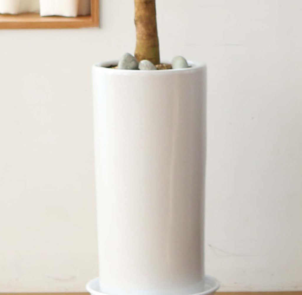 ½Ç³»¿¡¼ Ű¿ì±â ÁÁ°í »ý¸í·Â °ÇÑ ½Ä¹° - Çູ³ª¹«