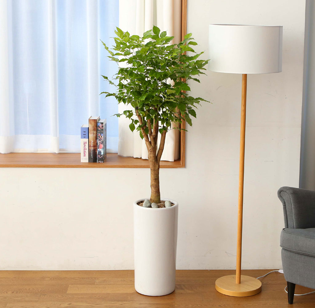 ½Ç³»¿¡¼ Ű¿ì±â ÁÁ°í »ý¸í·Â °ÇÑ ½Ä¹° - Çູ³ª¹«