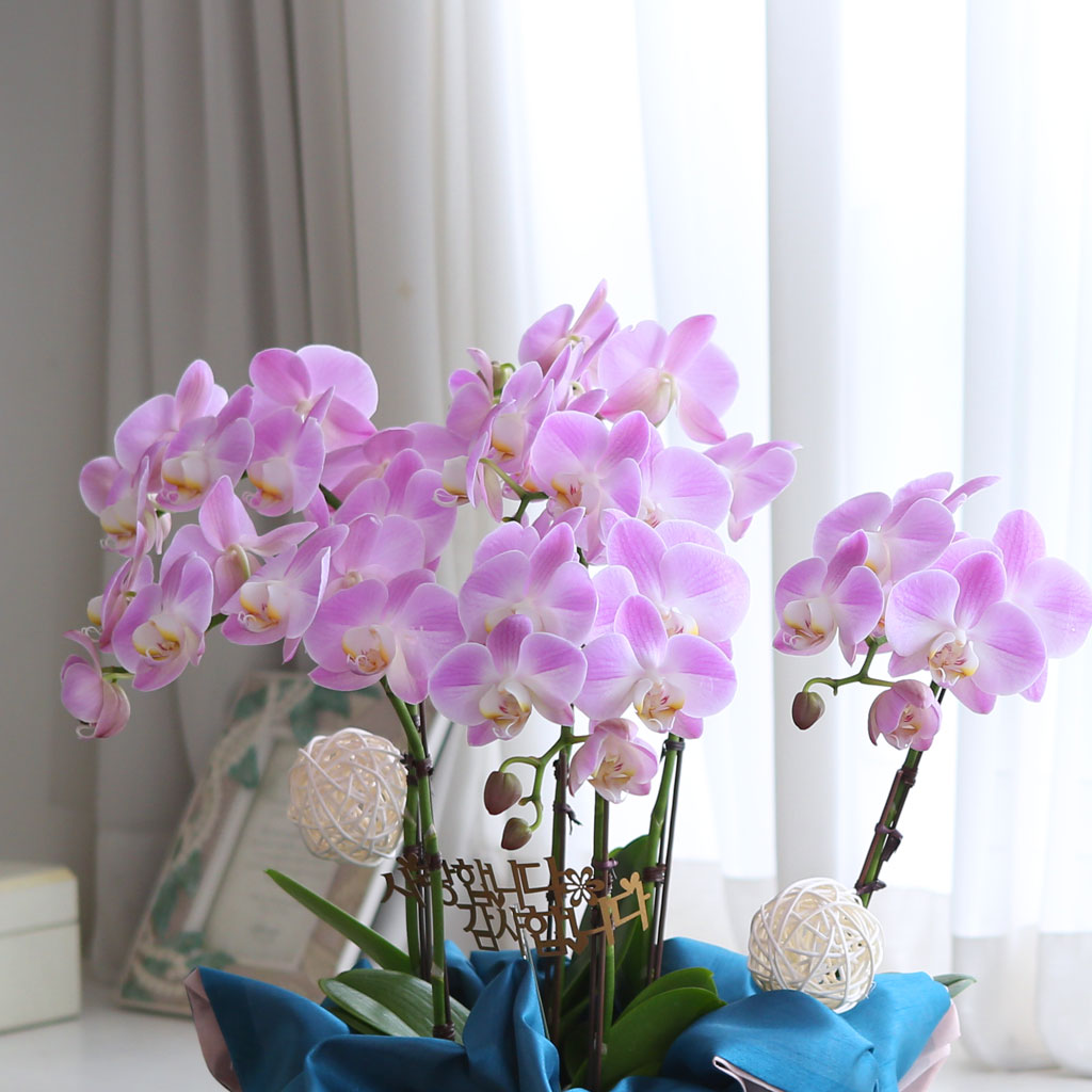 []   ڱ  -   ũȣ ()  ɹ